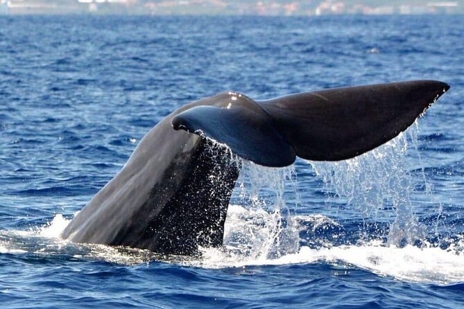 Whale and Dolphin Watching Tour from Funchal - Getting Off the Dock: Where the Tour Starts in Funchal