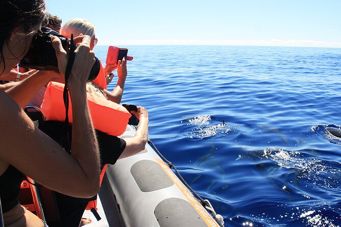 Whale and Dolphin Watching Tour from Funchal - The Snorkeling Break: When It Happens and What’s Included