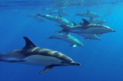 Whale and Dolphin Watching Tour from Funchal - Marine Biologists and the Short Briefing That Helps You See More