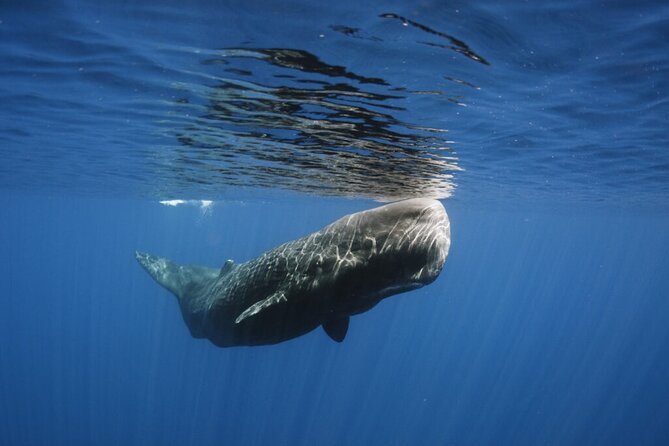 Whale and Dolphin Watching Tour from Funchal - If You Don’t See Anything: The Second Wildlife-Spotting Trip
