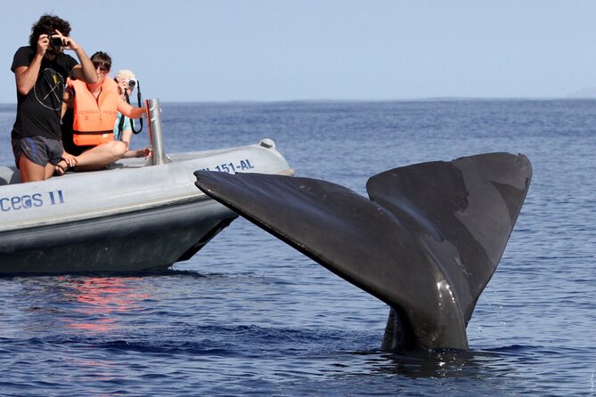 Whale and Dolphin Watching Tour from Funchal - Boat Ride Reality Check: Comfort, Motion, and Motion Sickness