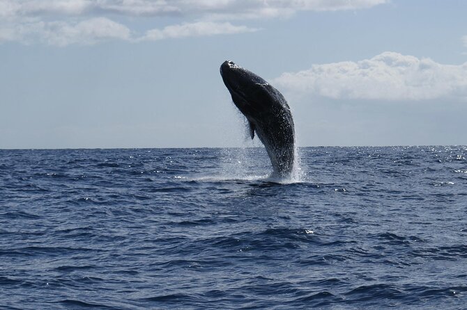 Whale and Dolphin Watching Tour from Funchal - What You Can Realistically Expect to See