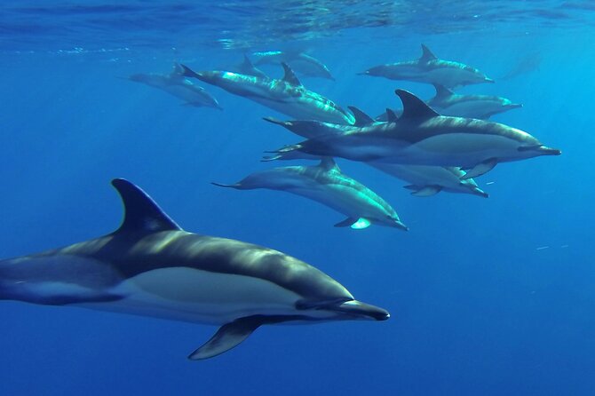 Whale and Dolphin Watching Tour from Funchal - Marine Biologists and the Short Briefing That Helps You See More