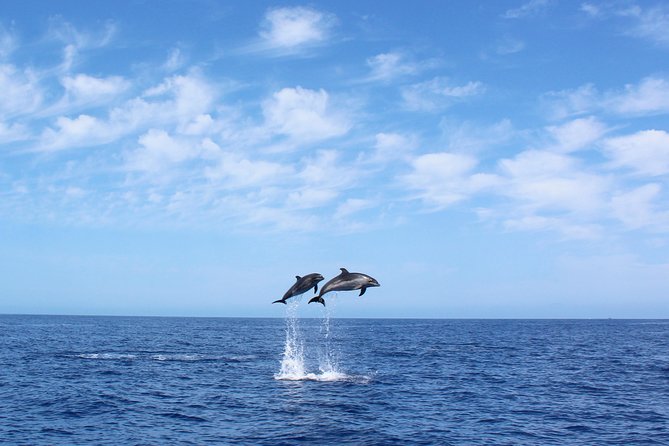 Whale and Dolphin Watching Tour in Madeira - Key Things You’ll Notice on This Madeira Whale Tour