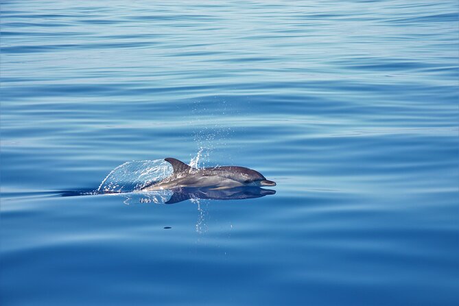 Whale and Dolphin Watching Tour in Madeira - Meeting at Calheta Marina and Getting on Yacht Miranda