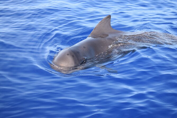 Whale and Dolphin Watching Tour in Madeira - How Whale and Dolphin Spotting Works (and Why You Should Expect Variety)