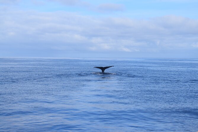 Whale and Dolphin Watching Tour in Madeira - What to Pack (Based on What You Actually Need)