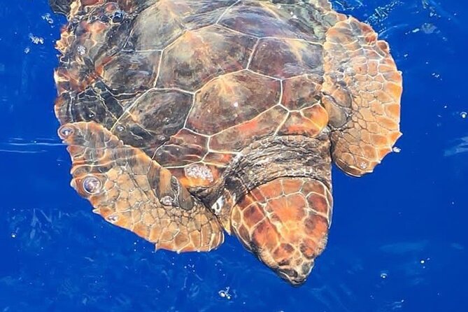 Whale & Dolphin Watching in Madeira - Key things worth knowing before you go