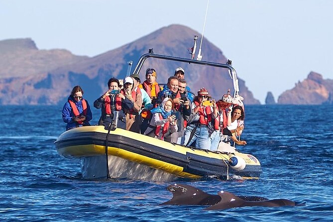 Whale & Dolphin Watching in Madeira - Madeira’s East-Coast Ocean: What This Trip Is Really Like