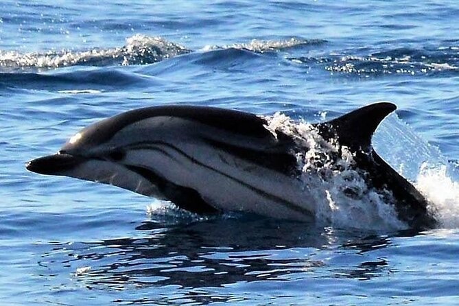 Whale & Dolphin Watching in Madeira - Whales and Dolphins: What You Can Expect (And What You Can’t)