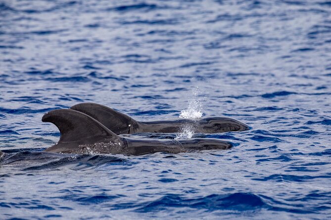 Whale & Dolphin Watching in Madeira - Price and Value: Is $59.89 Worth It?