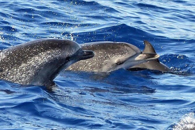 Whale & Dolphin Watching in Madeira - Meeting Point in Caniçal: Keeping Your Day Stress-Free