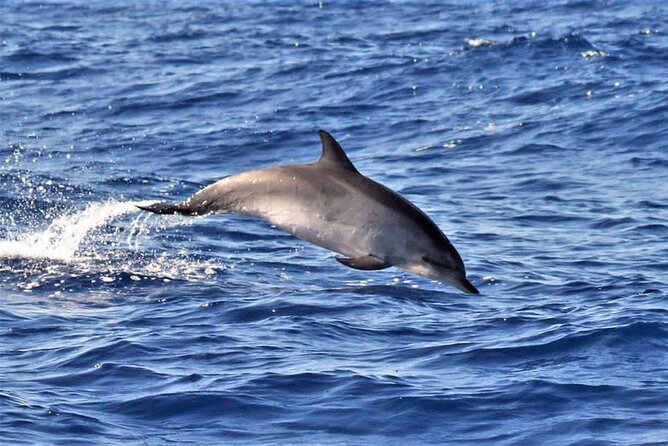Whale & Dolphin Watching in Madeira - The 2-Hour Flow: From Departure to Swim Break