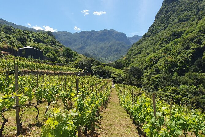 Wine Tasting Experience in Boaventura, Madeira North Coast - Your Two Tastings: Terra Bona Family Harvest and French Oak Barrels