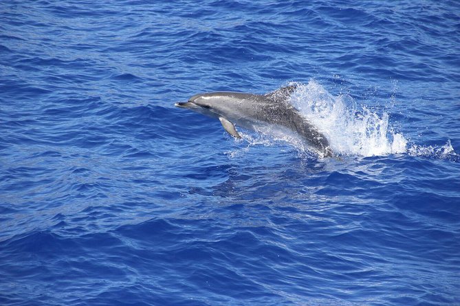 Wines Tasting Experience and Skywalk with Dolphin Watching - Pickup, timing, and the small-group advantage (15 people max)